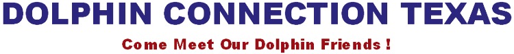 Dolphin Connection