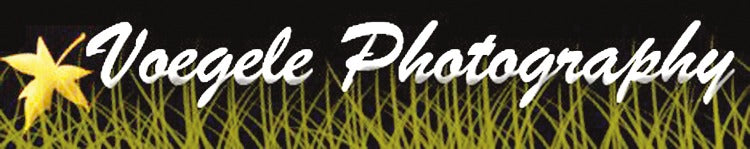 Voegele Photography Studio